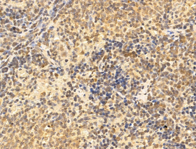 NASP Antibody in Immunohistochemistry (Paraffin) (IHC (P))