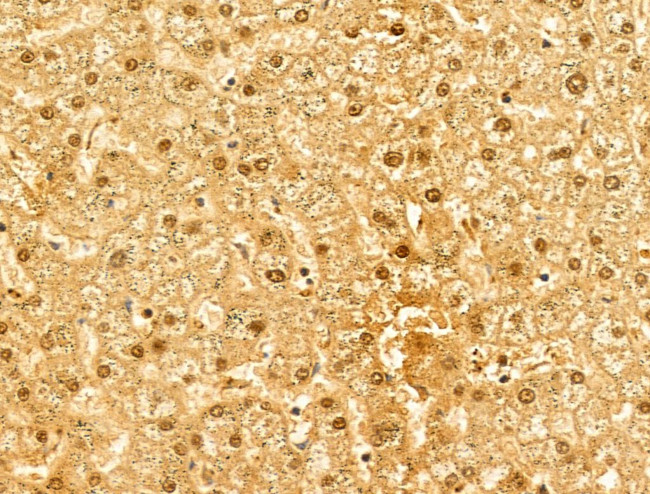 NASP Antibody in Immunohistochemistry (Paraffin) (IHC (P))