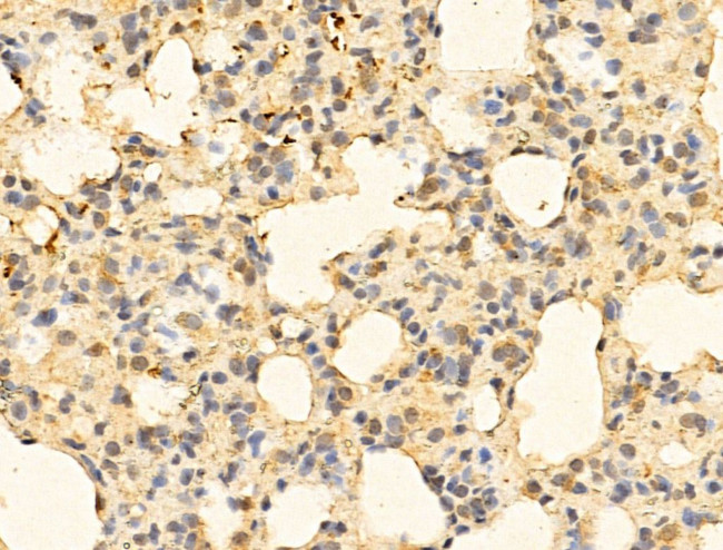 NASP Antibody in Immunohistochemistry (Paraffin) (IHC (P))