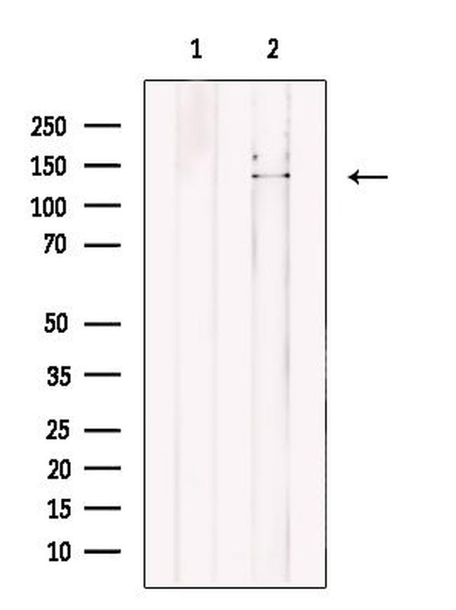 NASP Antibody in Western Blot (WB)