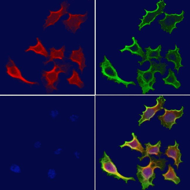 SNX17 Antibody in Immunocytochemistry (ICC/IF)