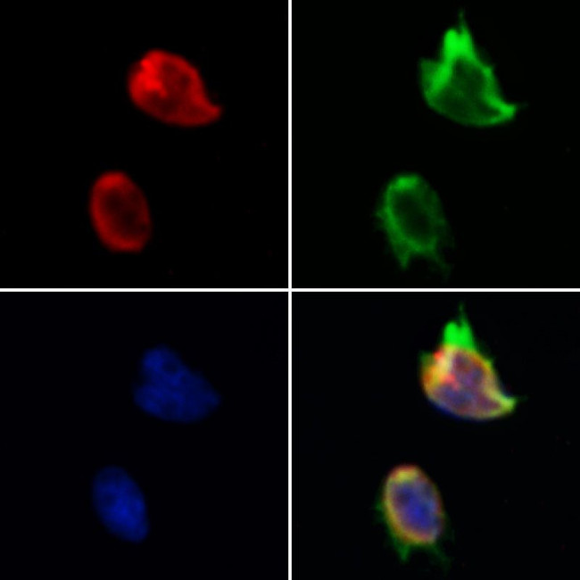 TAF12 Antibody in Immunocytochemistry (ICC/IF)