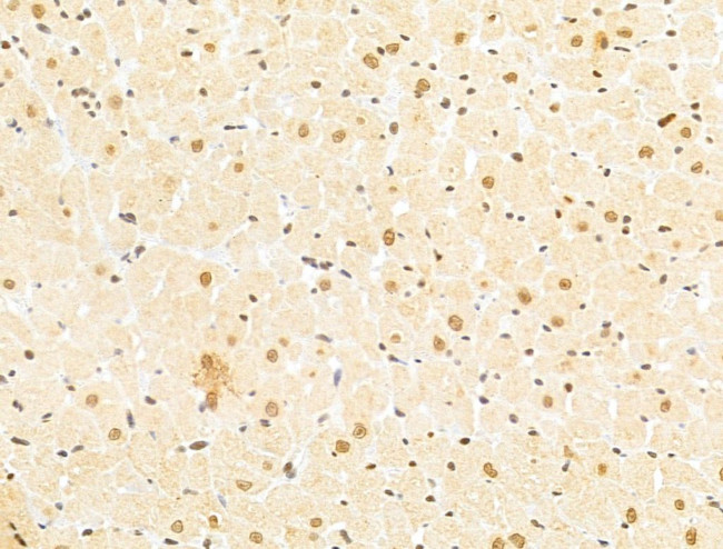 TAF12 Antibody in Immunohistochemistry (Paraffin) (IHC (P))