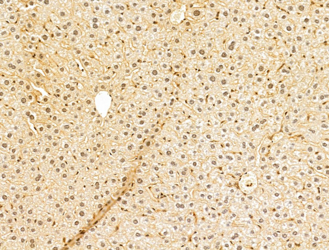 TAF12 Antibody in Immunohistochemistry (Paraffin) (IHC (P))