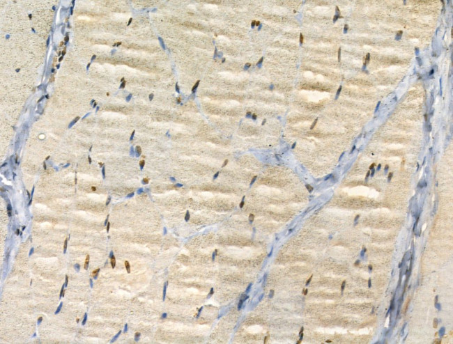 LARP7 Antibody in Immunohistochemistry (Paraffin) (IHC (P))