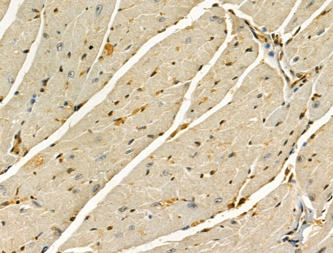 LARP7 Antibody in Immunohistochemistry (Paraffin) (IHC (P))