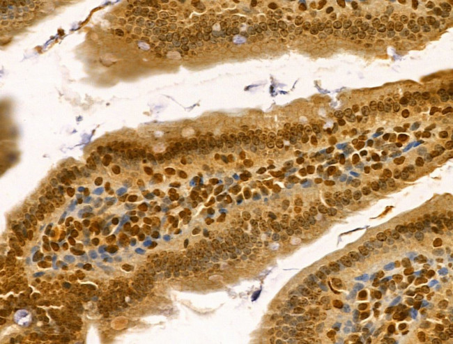 LARP7 Antibody in Immunohistochemistry (Paraffin) (IHC (P))