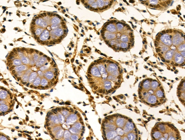 LARP7 Antibody in Immunohistochemistry (Paraffin) (IHC (P))