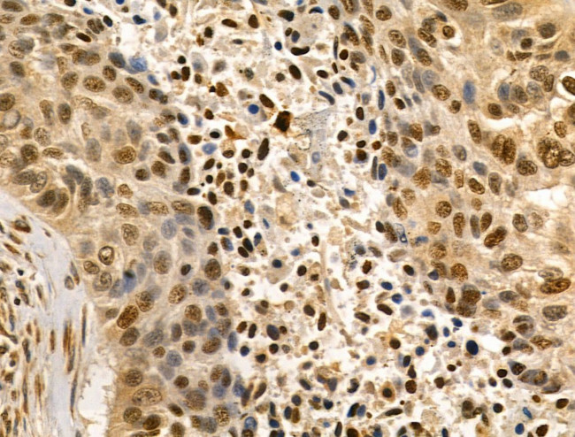 LARP7 Antibody in Immunohistochemistry (Paraffin) (IHC (P))