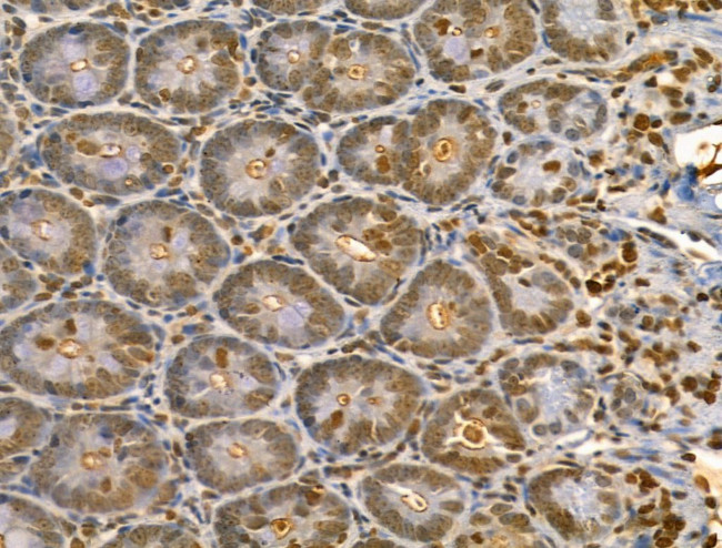 LARP7 Antibody in Immunohistochemistry (Paraffin) (IHC (P))