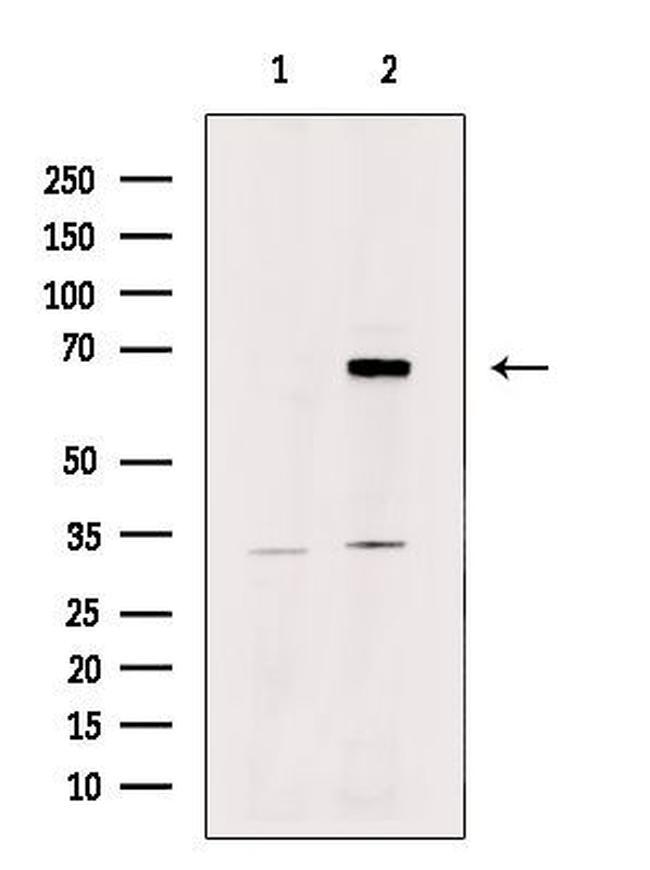 LARP7 Antibody in Western Blot (WB)