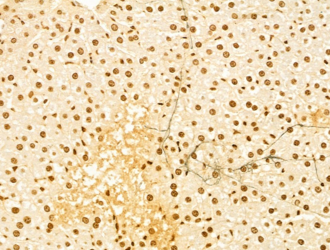 OTUD7B Antibody in Immunohistochemistry (Paraffin) (IHC (P))