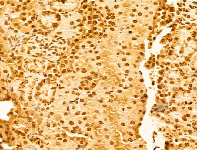 OTUD7B Antibody in Immunohistochemistry (Paraffin) (IHC (P))