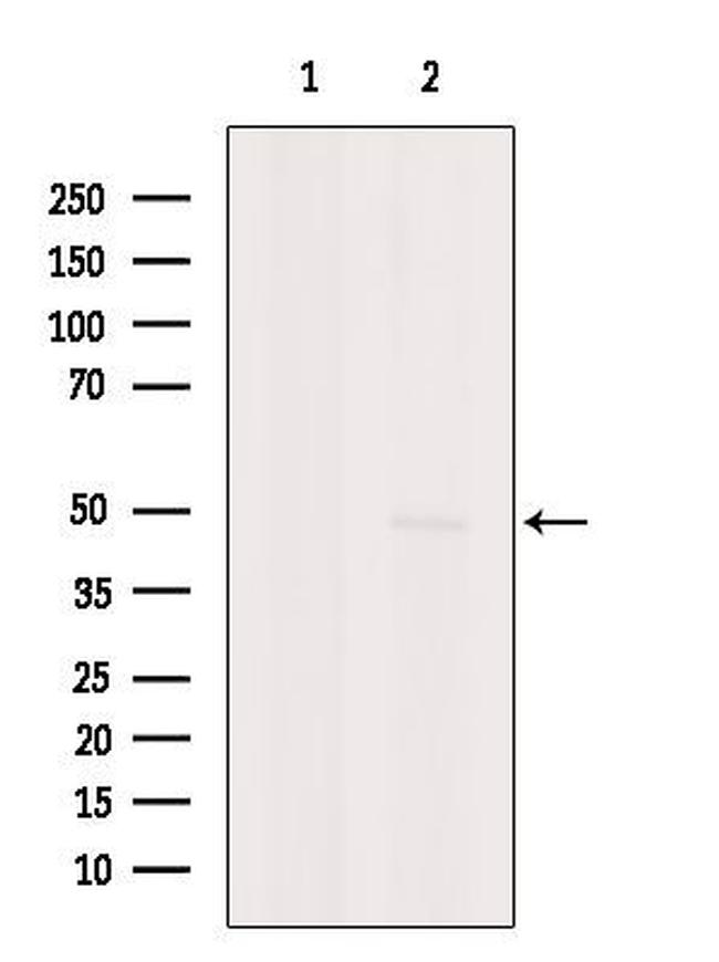 Viperin Antibody in Western Blot (WB)