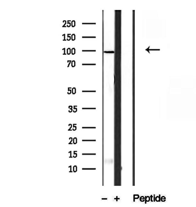 SBP2 Antibody in Western Blot (WB)