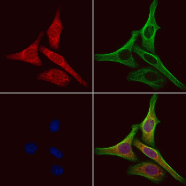 SRP9 Antibody in Immunocytochemistry (ICC/IF)