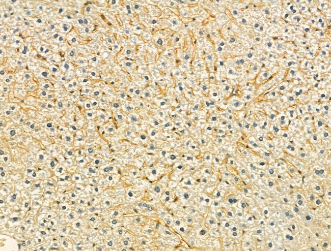 SRP9 Antibody in Immunohistochemistry (Paraffin) (IHC (P))