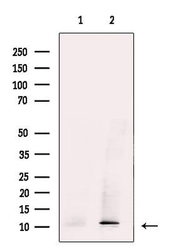 SRP9 Antibody in Western Blot (WB)