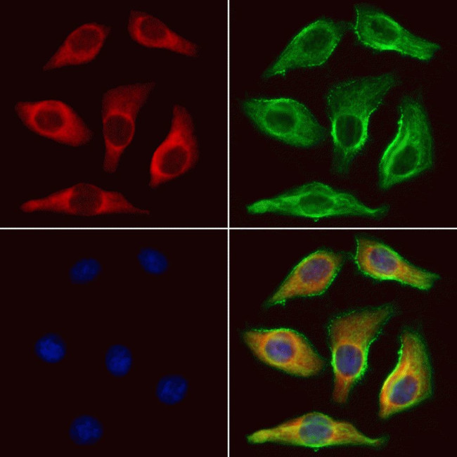 UQCRFS1 Antibody in Immunocytochemistry (ICC/IF)