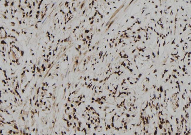 CPSF4 Antibody in Immunohistochemistry (Paraffin) (IHC (P))