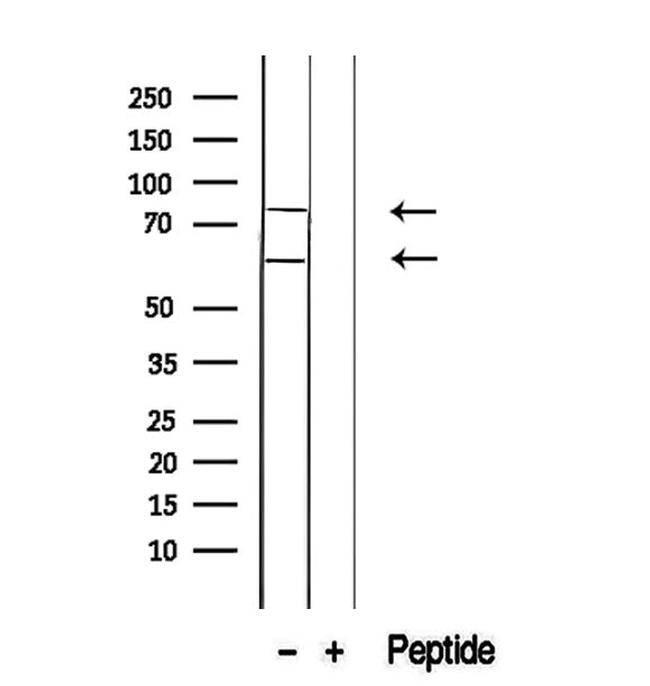 CREB3L1 Antibody in Western Blot (WB)