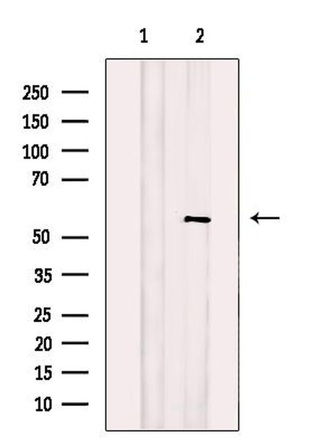 CREB3L1 Antibody in Western Blot (WB)