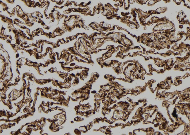 FAM96B Antibody in Immunohistochemistry (Paraffin) (IHC (P))