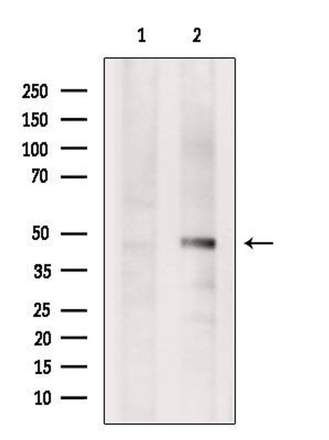 FECH Antibody in Western Blot (WB)