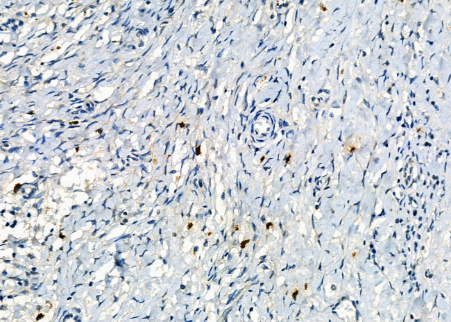 Mast Cell Chymase Antibody in Immunohistochemistry (Paraffin) (IHC (P))