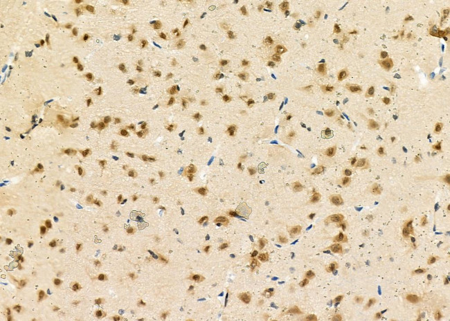 NUFIP1 Antibody in Immunohistochemistry (Paraffin) (IHC (P))