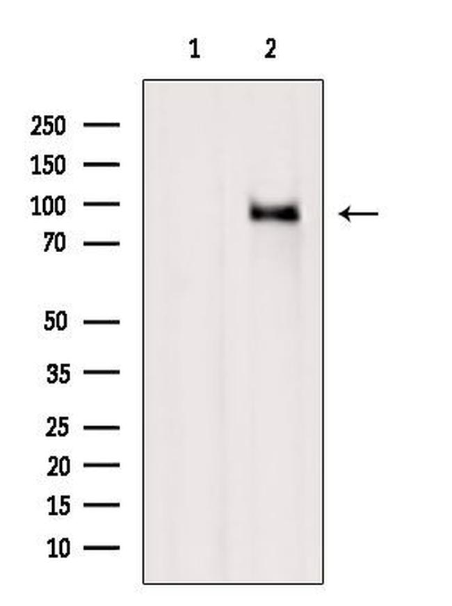 RASGRP3 Antibody in Western Blot (WB)