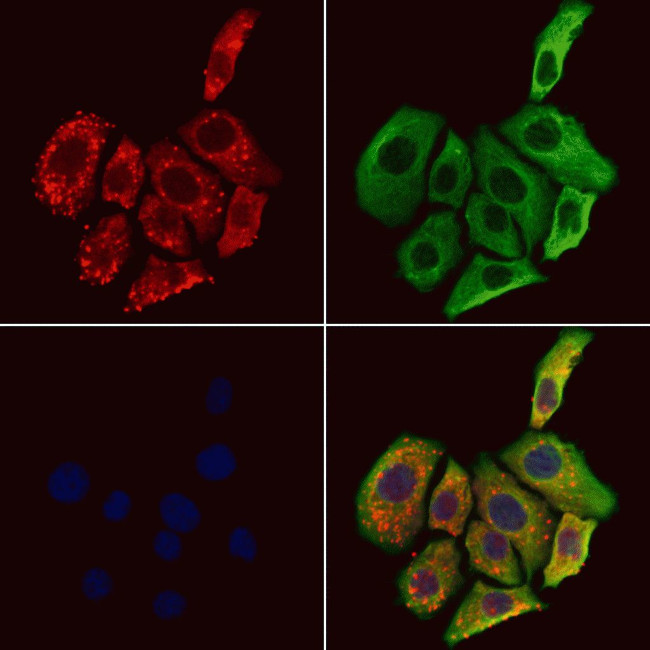 SCG3 Antibody in Immunocytochemistry (ICC/IF)