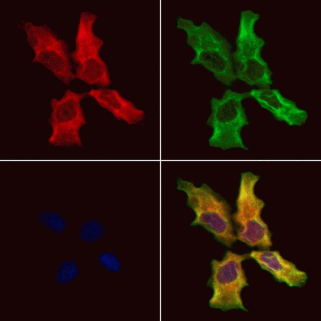 RTRAF Antibody in Immunocytochemistry (ICC/IF)