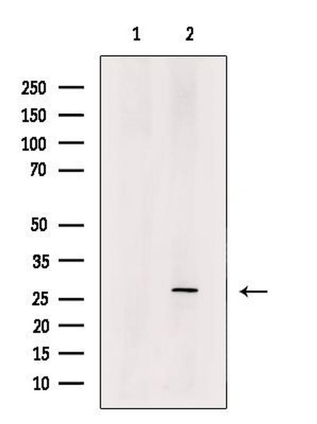 RTRAF Antibody in Western Blot (WB)