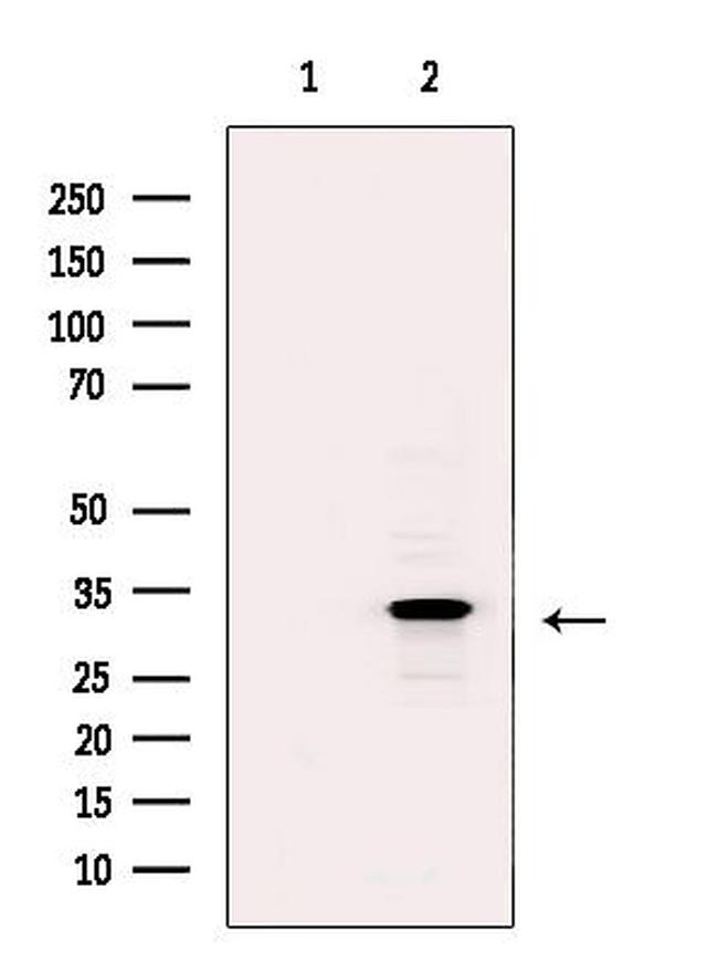 COLEC11 Antibody in Western Blot (WB)