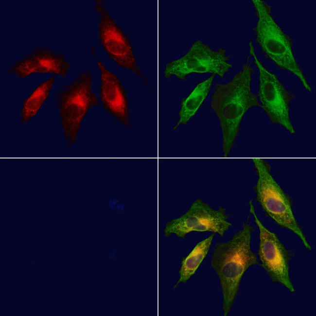 CXCL14 Antibody in Immunocytochemistry (ICC/IF)