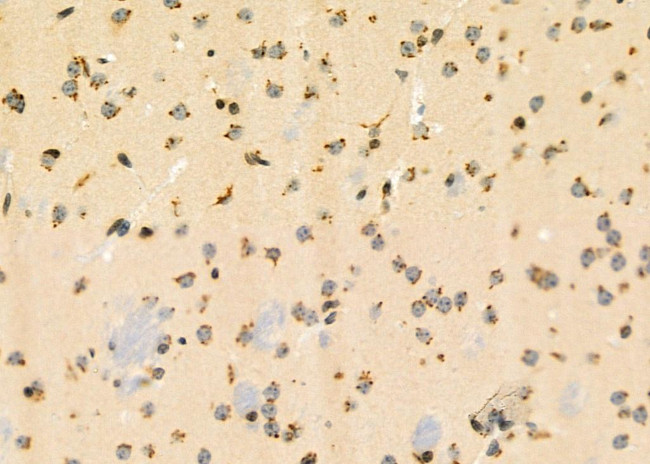 CXCL14 Antibody in Immunohistochemistry (Paraffin) (IHC (P))