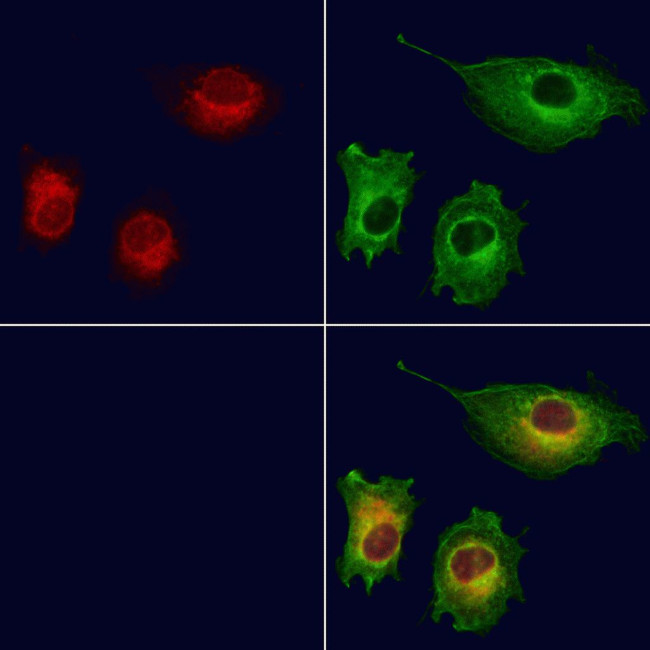 Cyclophilin C Antibody in Immunocytochemistry (ICC/IF)