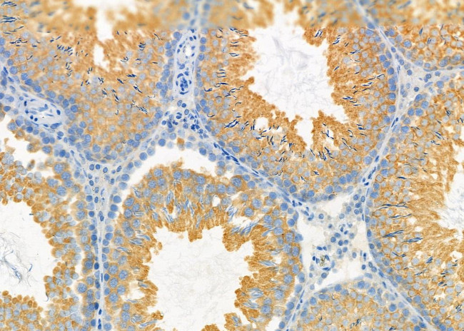 EGFL7 Antibody in Immunohistochemistry (Paraffin) (IHC (P))