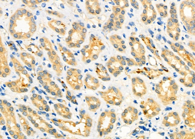 PCMT1 Antibody in Immunohistochemistry (Paraffin) (IHC (P))