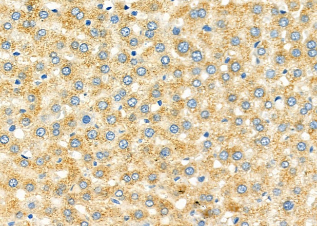 PRL1 Antibody in Immunohistochemistry (Paraffin) (IHC (P))