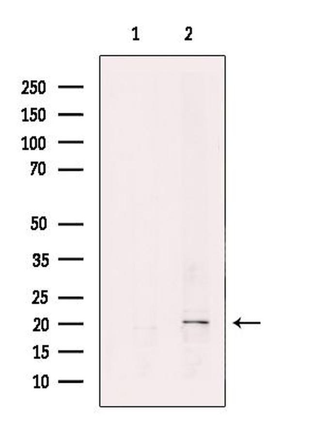 REEP6 Antibody in Western Blot (WB)