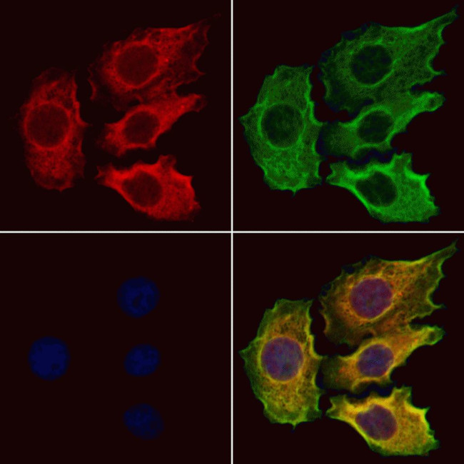 SLC13A2 Antibody in Immunocytochemistry (ICC/IF)