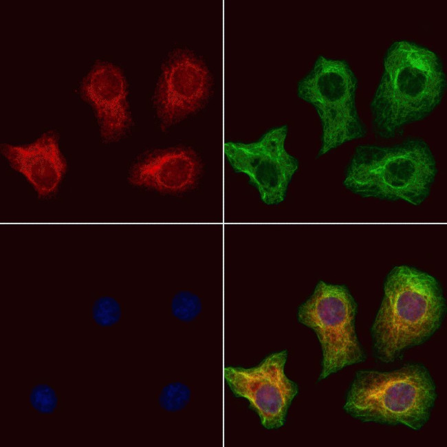 NIBP Antibody in Immunocytochemistry (ICC/IF)