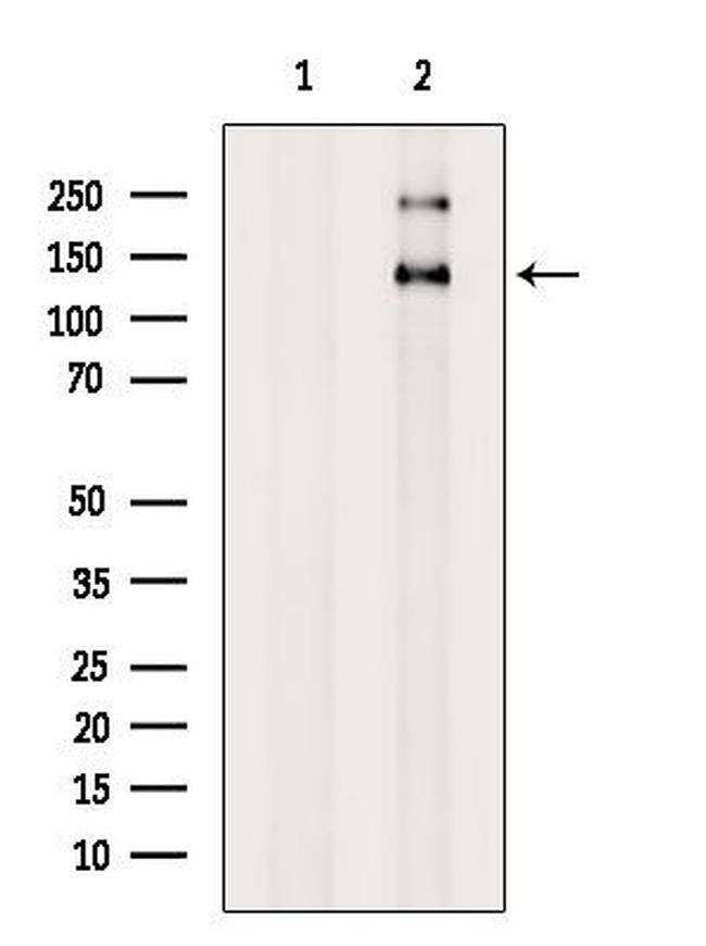 NIBP Antibody in Western Blot (WB)