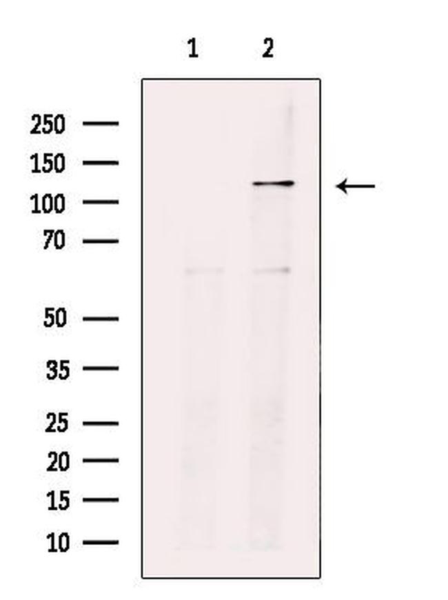 NIBP Antibody in Western Blot (WB)