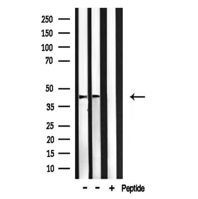 c-MAF Antibody in Western Blot (WB)