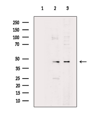 PRKAR2A Antibody in Western Blot (WB)