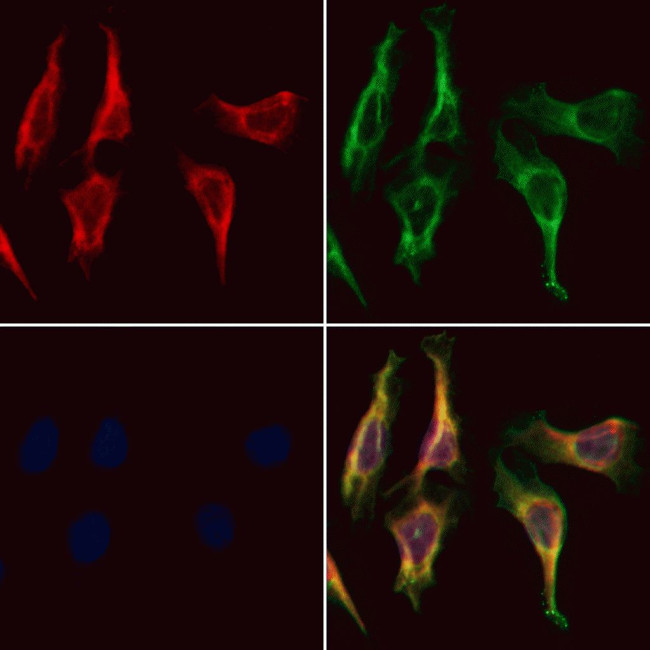 MARK3 Antibody in Immunocytochemistry (ICC/IF)