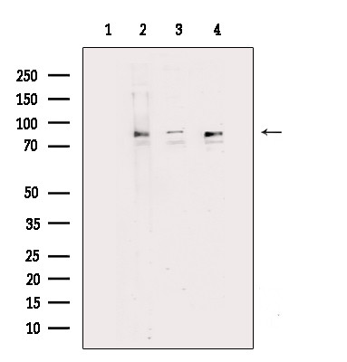 MARK3 Antibody in Western Blot (WB)